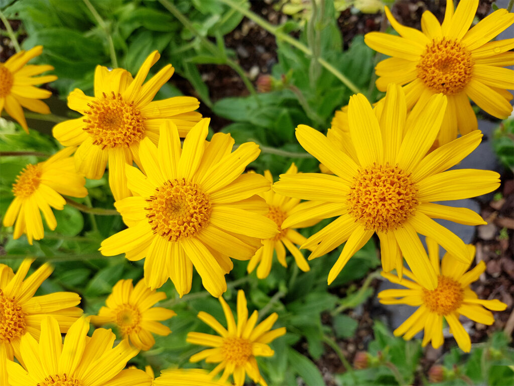 Arnica, montana